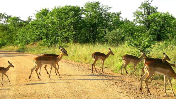 self game drive